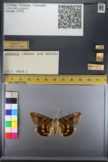 Media type: image;   Entomology 741258